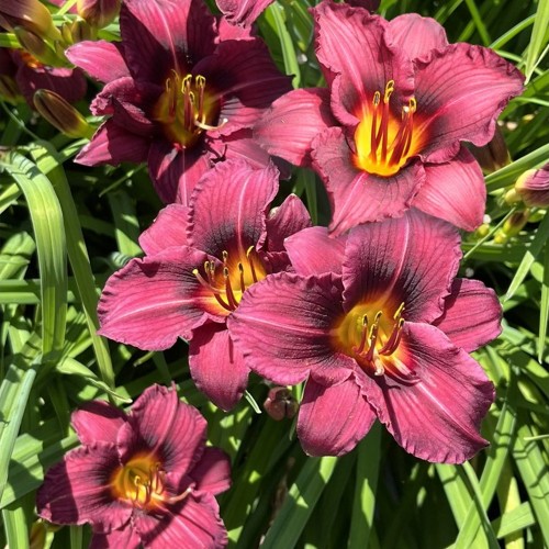 Hemerocallis 'Plum Perfect' - Päevaliilia 'Plum Perfect' C2/2L